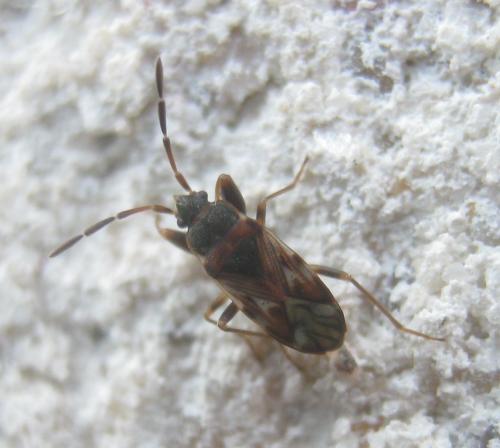Scolopostethus grandis